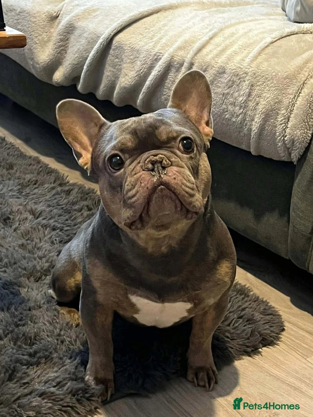 French Bulldog dogs for sale: KC REGISTERED FRENCHIE BOY - Advert 2