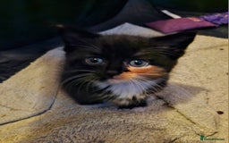 Mixed Breed cats for sale: 4 beautiful kittens  - Image 6