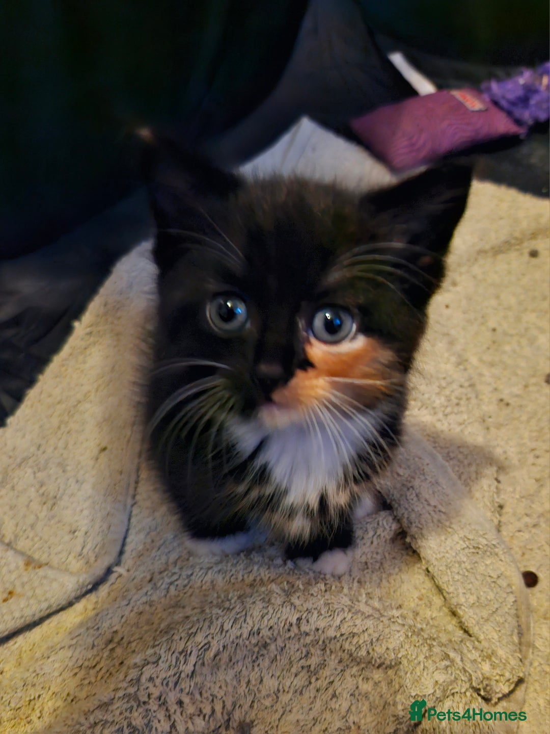 Mixed Breed cats for sale: 4 beautiful kittens  - Image 6