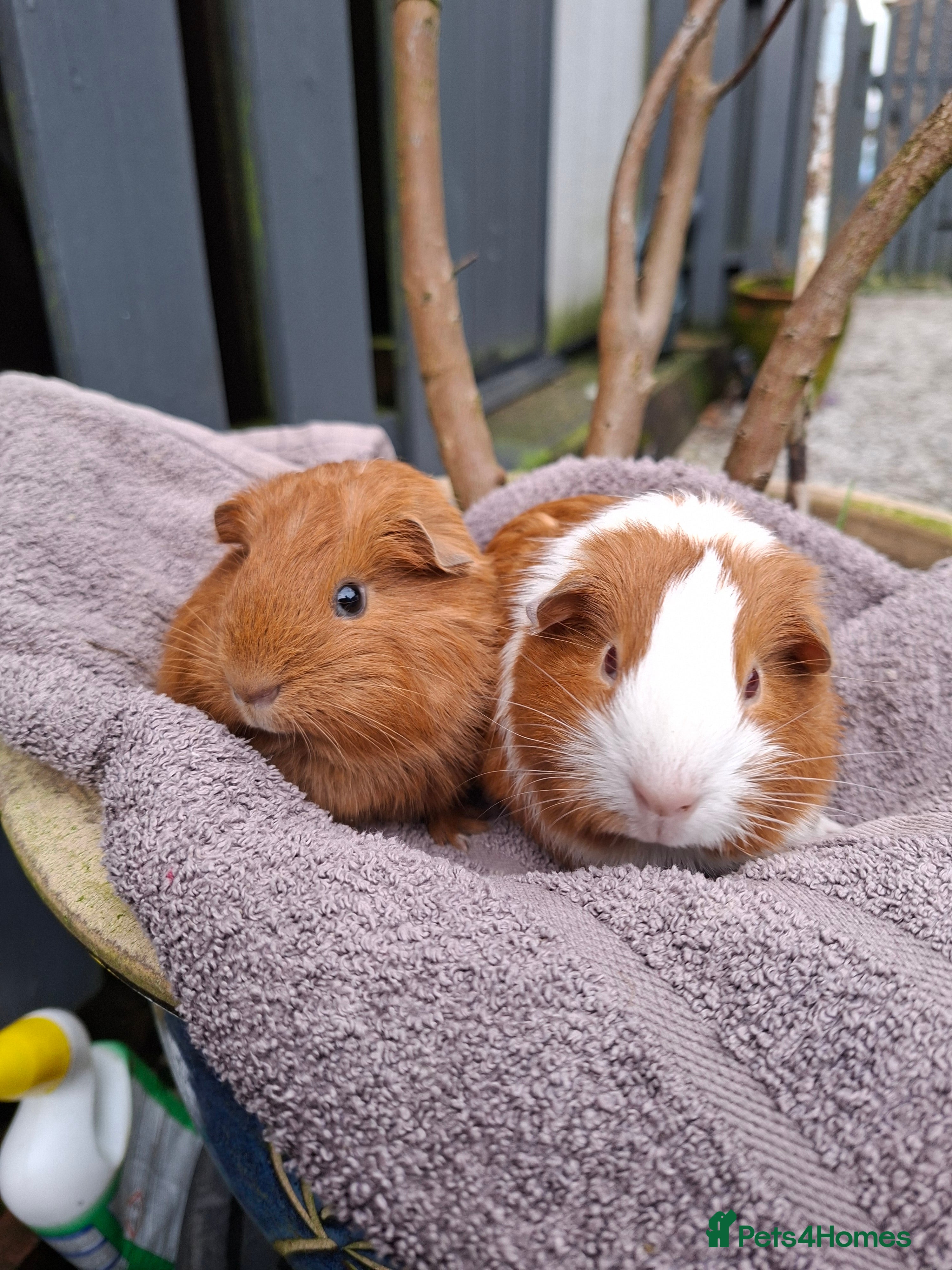 Guinea Pig rodents Two bond brothers ready on 11th feb 26 - Advert 3