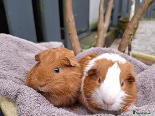 Guinea Pig rodents Two bond brothers ready on 11th feb 26 - Advert 3