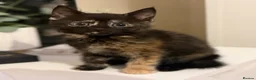 Mixed Breed cats for sale: 5 mixed kittens for sale  in Wallasey - Advert 24