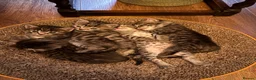 Mixed Breed cats for sale: 4 beautiful tabby kittens for sale - Advert 3