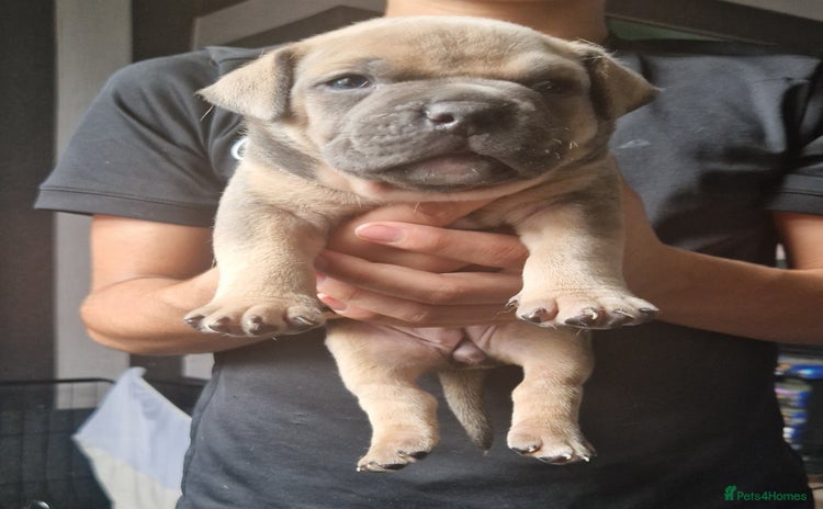 American Bully dogs - Advert 1