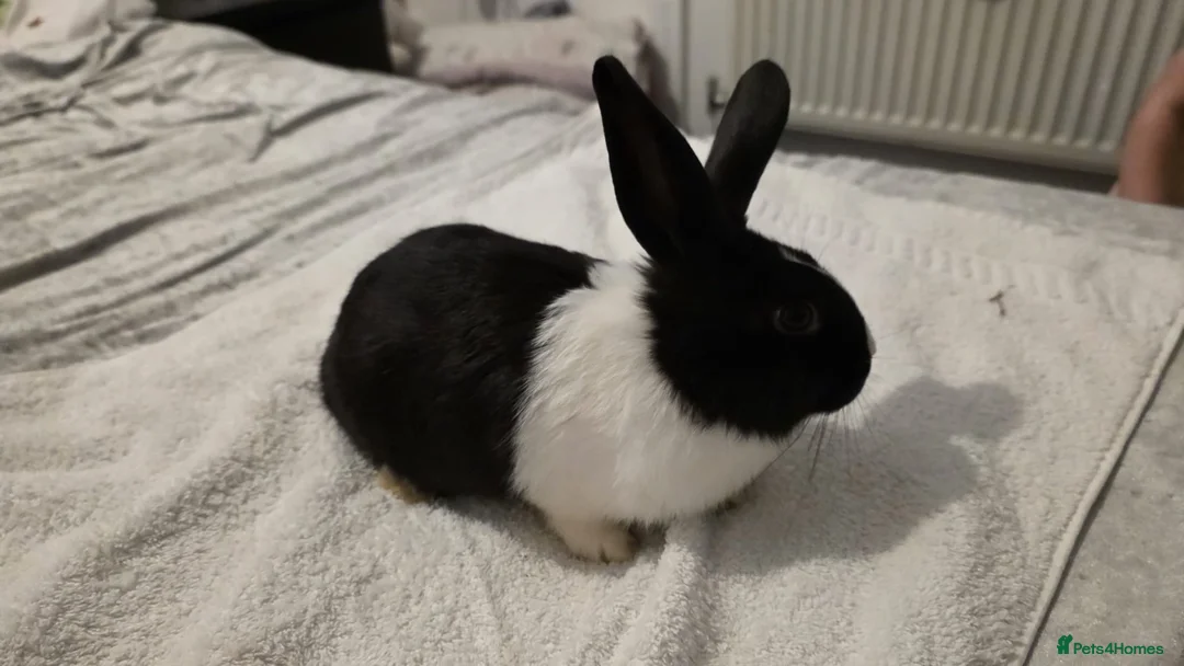 Dwarf Lop rabbits for sale: 10 weeks old - Advert 2