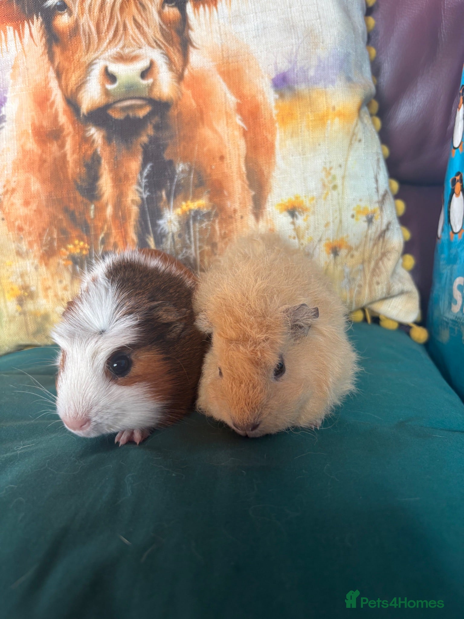 Guinea Pig rodents Two beautiful bonded sisters  - Advert 2