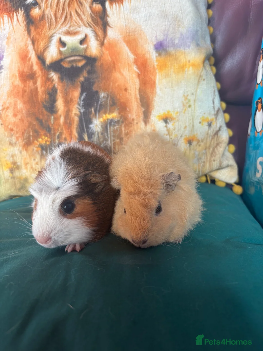 Guinea Pig rodents for sale: Two beautiful bonded sisters  - Advert 1