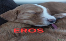 Sprocker dogs for sale: Exceptional working-line puppies for loving homes! - Image 4