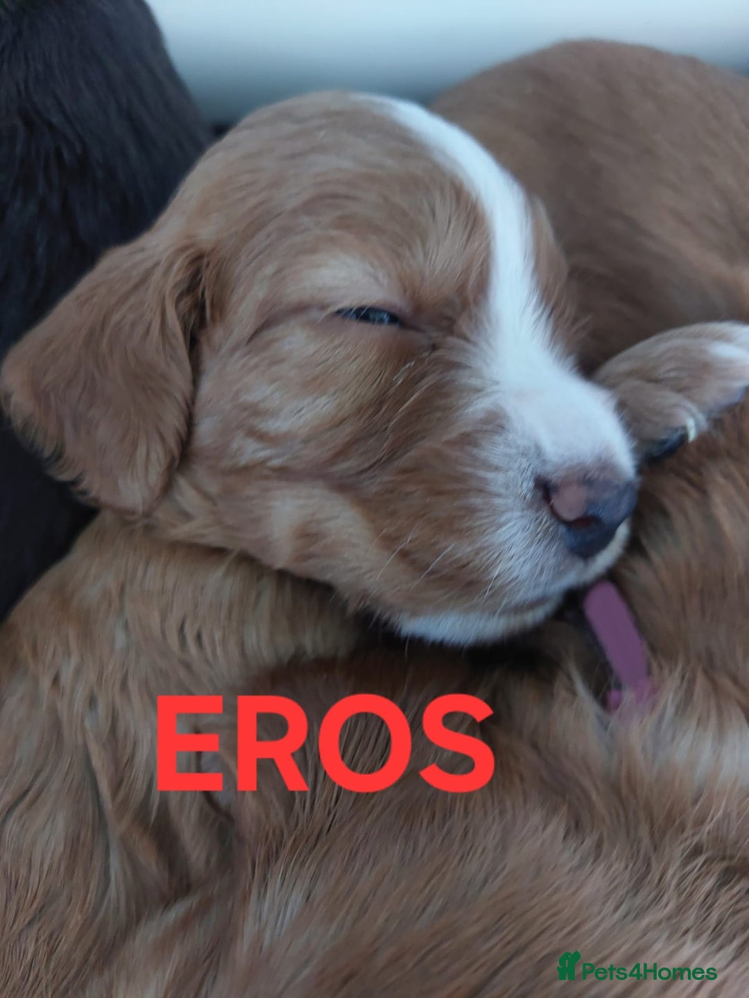 Sprocker dogs for sale: Exceptional working-line puppies for loving homes! - Image 4