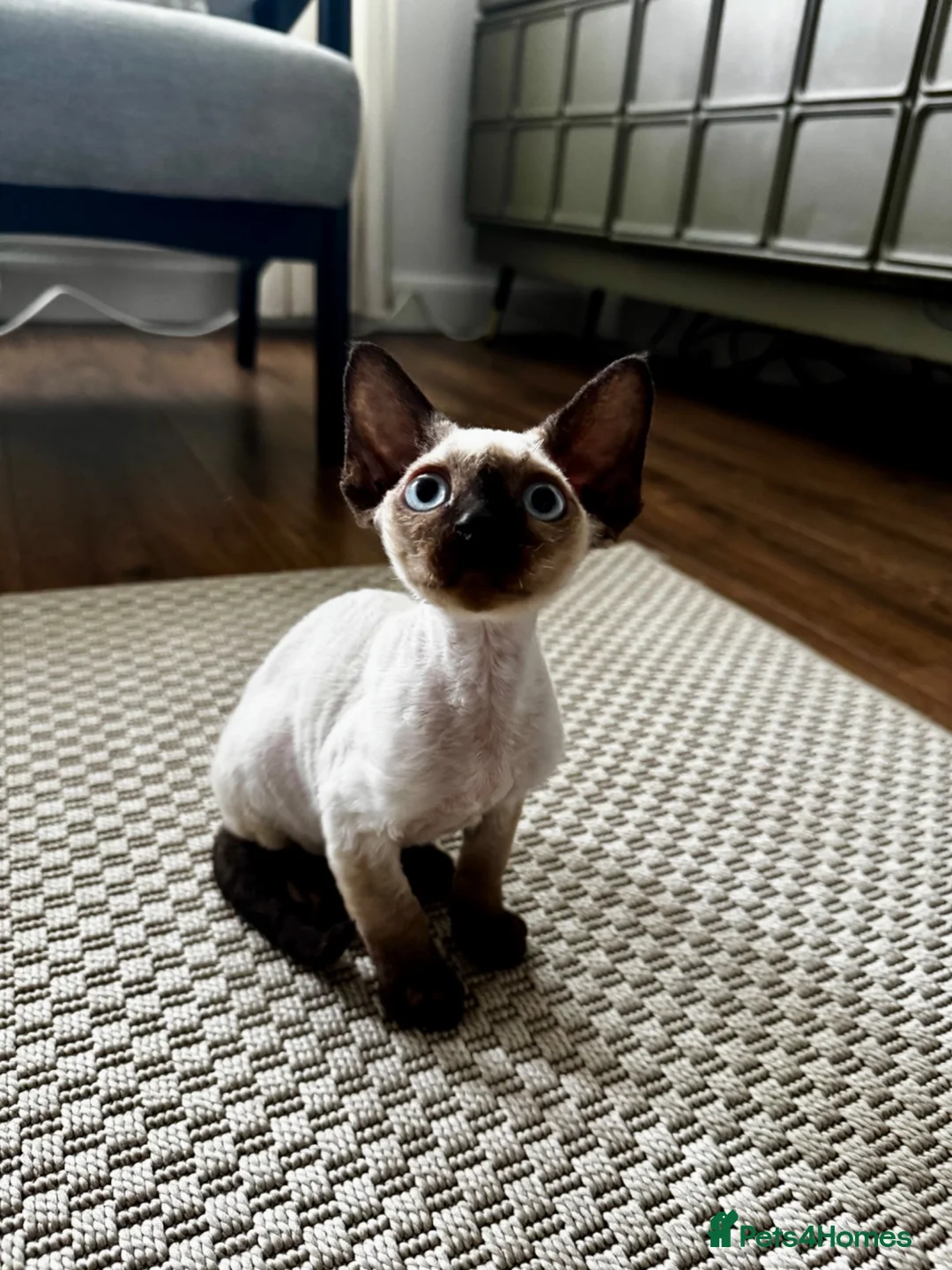 Devon Rex cats for sale: Last 2 exceptional Devon Rex kittens available - Advert 2
