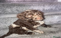 Cockapoo dogs for sale: Merle Cockapoos - Advert 8