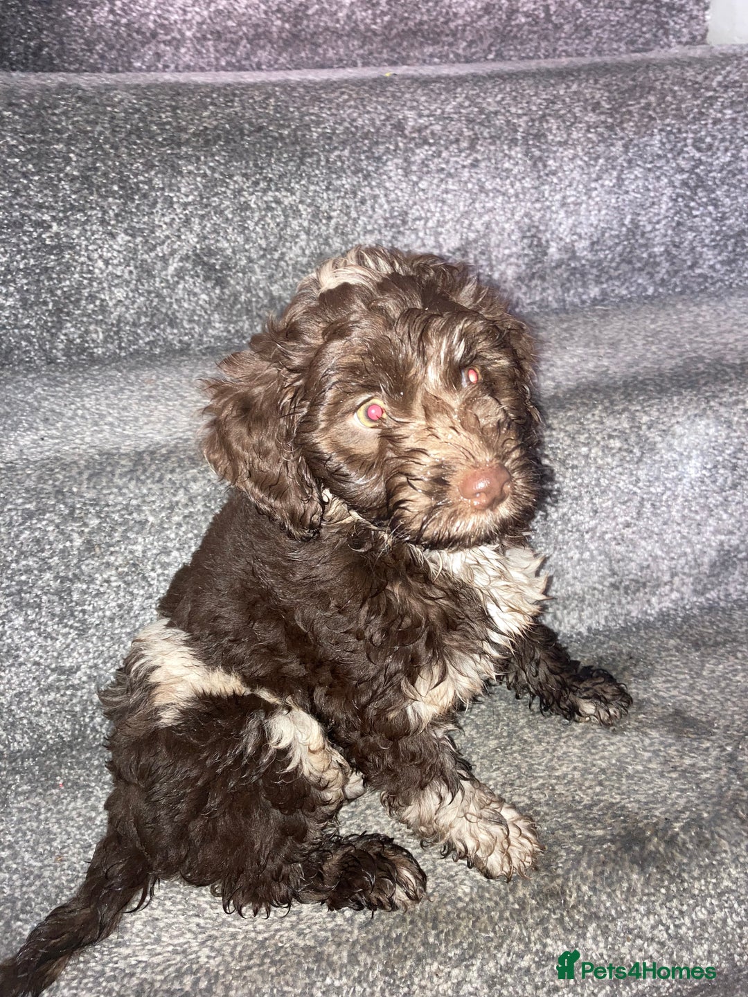 Cockapoo dogs for sale: Merle Cockapoos - Advert 8