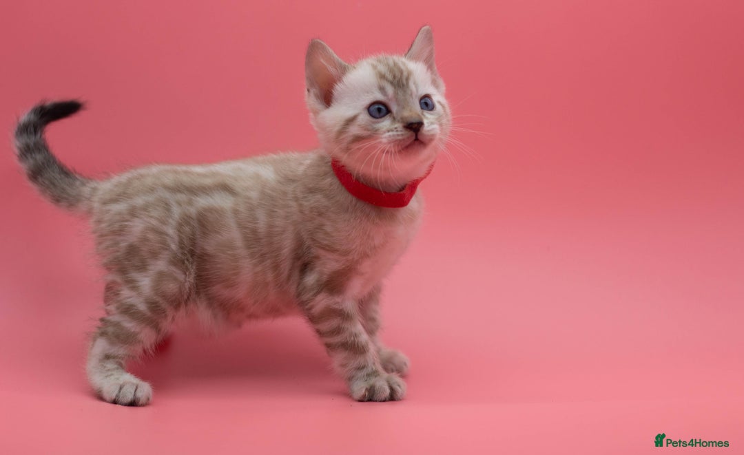 Bengal cats for sale: ✨ Snow Lynx Bengal Kittens – Ready to Reserve! ✨ - Image 8