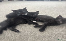 British Shorthair cats for sale: Beautiful black kittens - Image 2