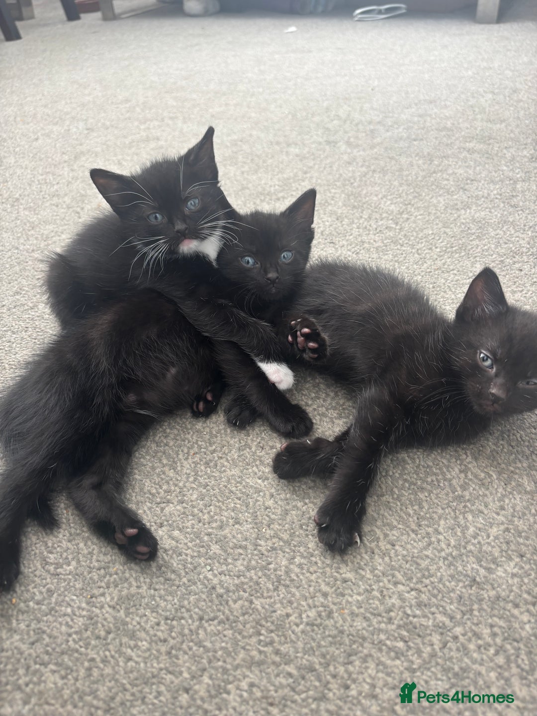 British Shorthair cats for sale: Beautiful black kittens - Image 2