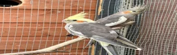 Cockatiels birds for sale: Young cockatiels for sale 12 weeks old - Advert 1