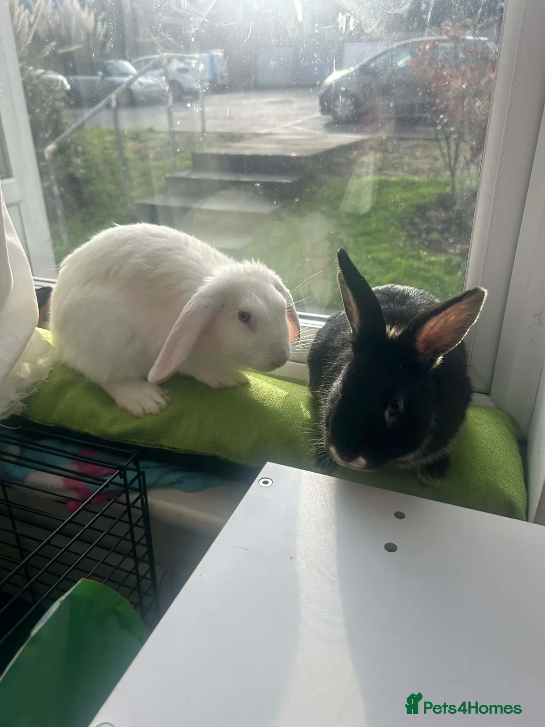 Mixed Breed rabbits for sale: Bunny brothers in London - Advert 4