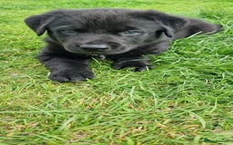 Mixed Breed dogs for sale: Rollie Pup For Sale - Image 9