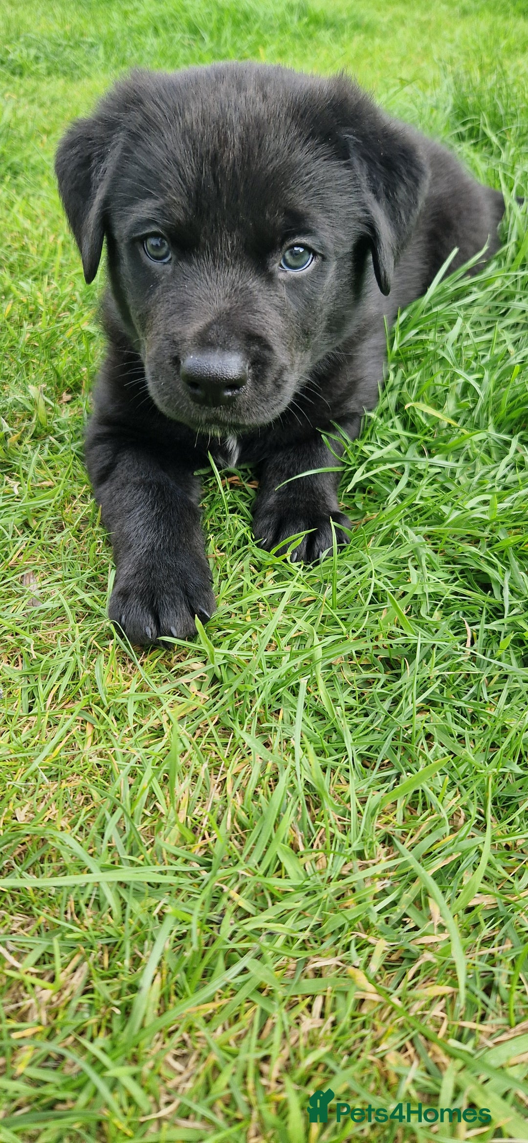 Mixed Breed dogs for sale: Rollie Pup For Sale - Image 9