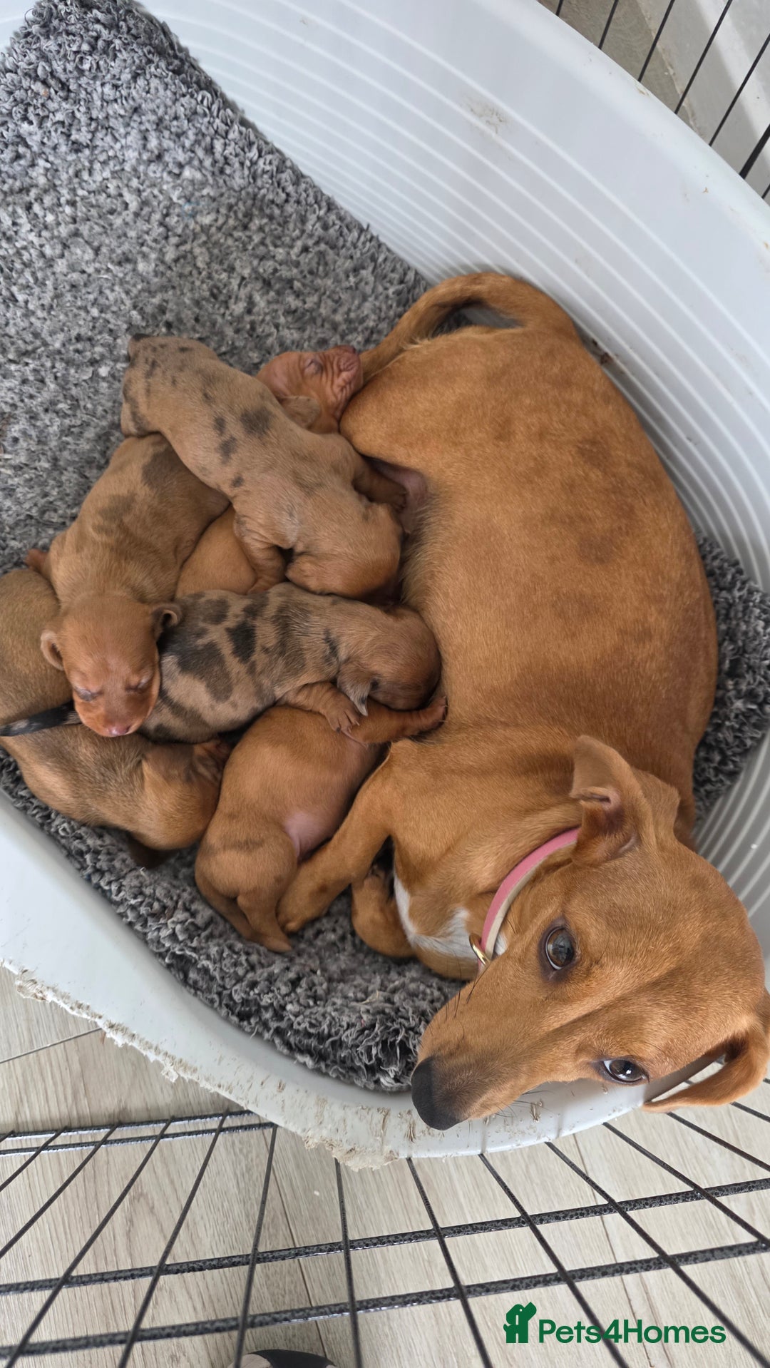 Dachshund dogs for sale: Dachshund tweenies for sale - Image 39