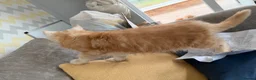 Maine Coon cats for sale: XL TICA Maine coon kittens - Advert 14