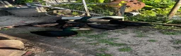 Ducks poultry for sale: East Indian ducks  in Gosport - Advert 2