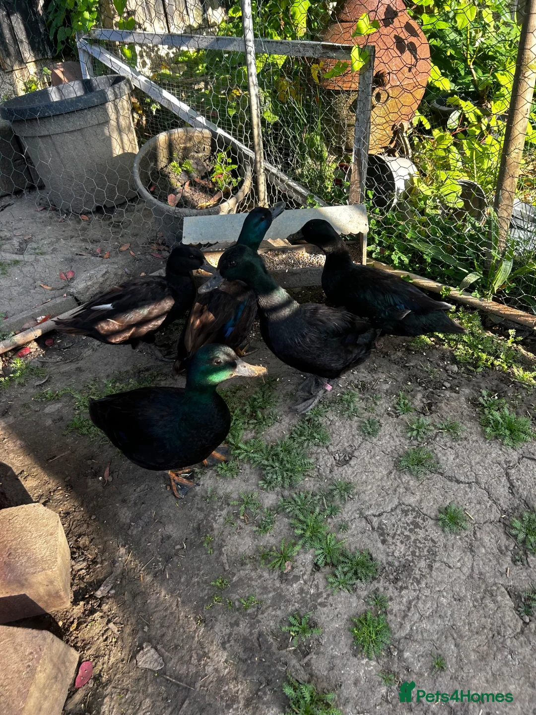 Ducks poultry for sale: East Indian ducks  in Gosport - Advert 2