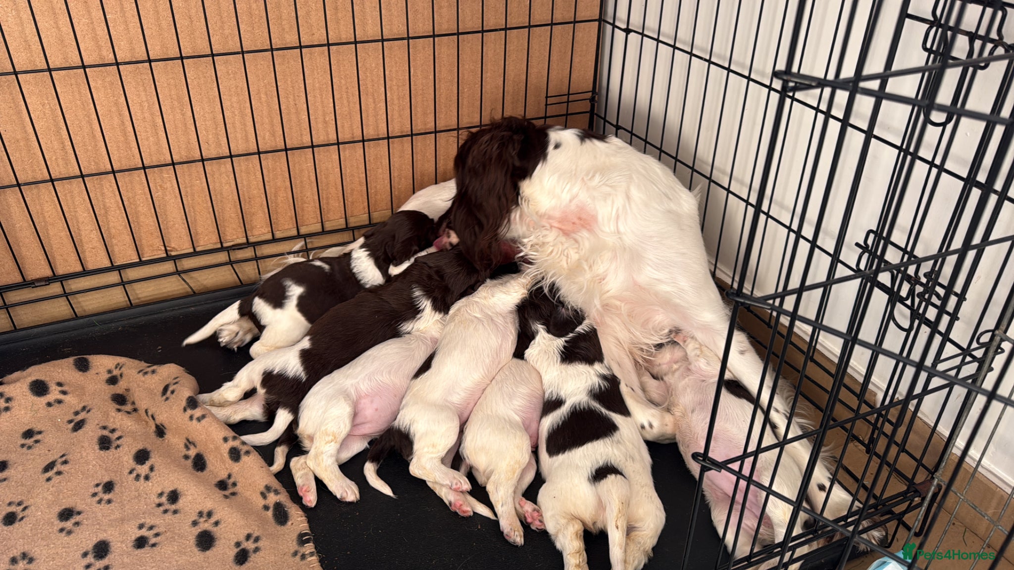 English Springer Spaniel dogs for sale: KC Registered Liver and White ESS Pups  - Advert 6