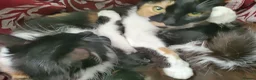 Mixed Breed cats for sale: Two lovely kittens for sale - Advert 2