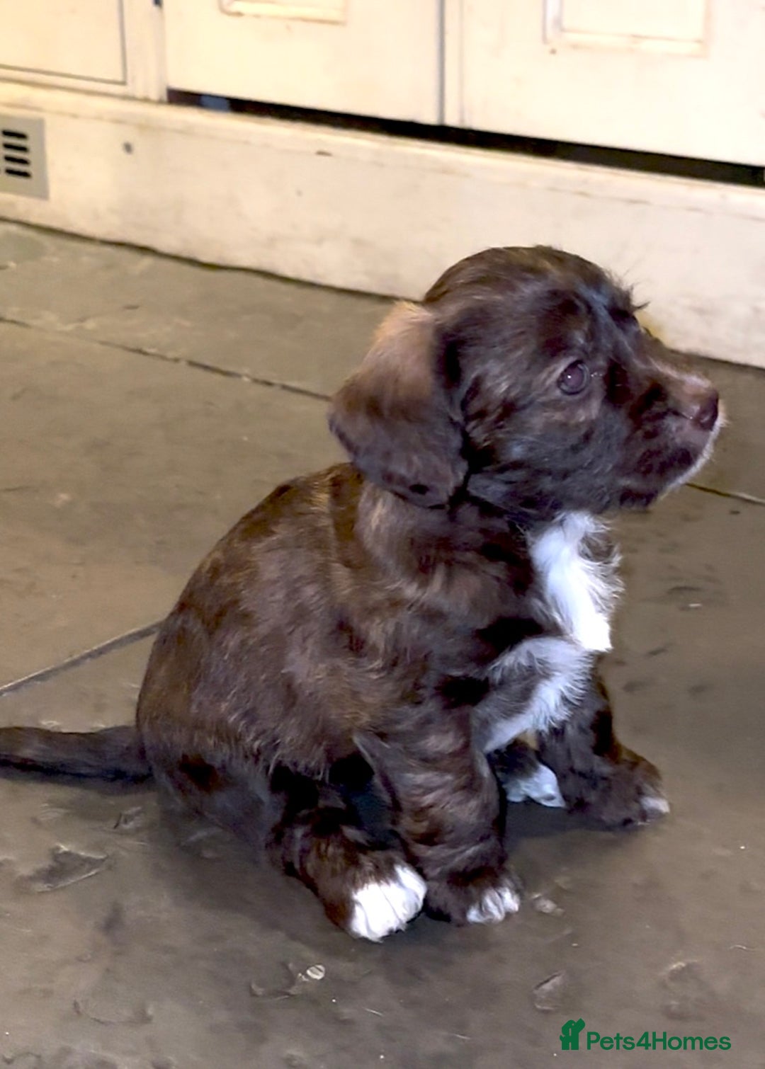 Mixed Breed dogs for sale: SpanielX x Jack Russell - Advert 11