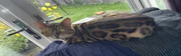 Bengal cats for sale: Exotic Bengal cat with bold rosettes  - Advert 1