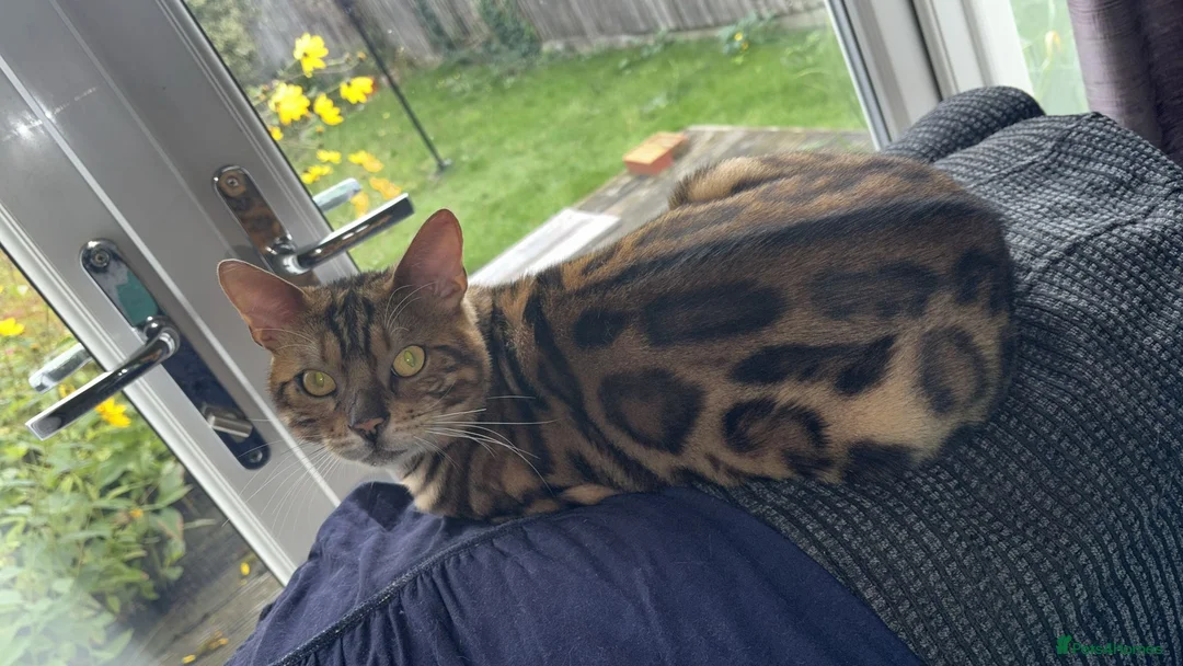 Bengal cats for sale: Exotic Bengal cat with bold rosettes  - Advert 1