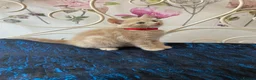 Norwegian Forest Cat cats for sale: 6 Norwegian Forest kittens in Cardiff - Advert 14