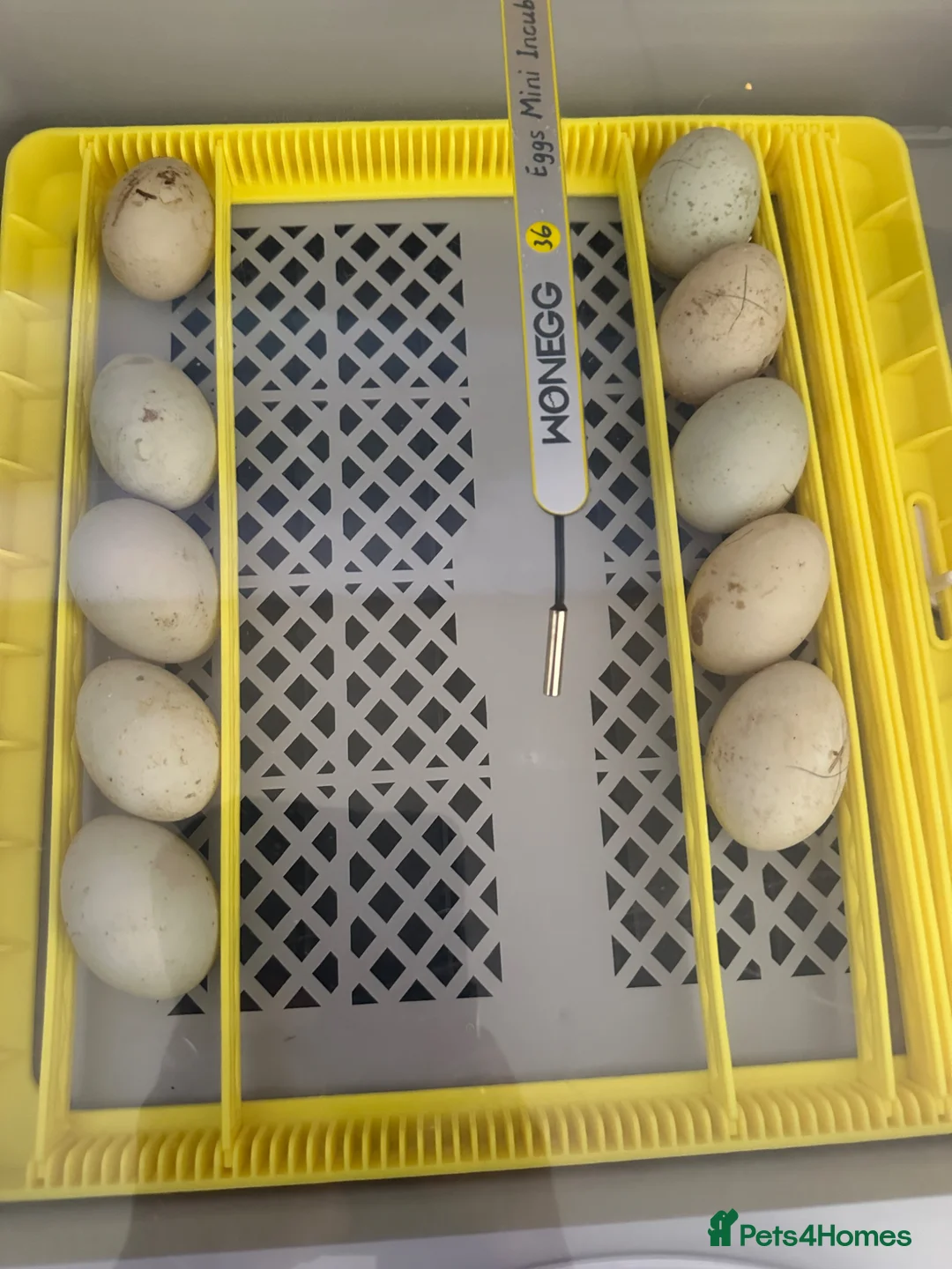 Ducks poultry for sale: Fertile khaki Campbell eggs  in Pudsey - Advert 3
