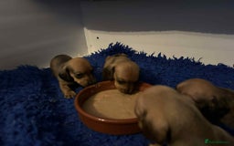 Miniature Dachshund dogs for sale: Miniature smooth haired dachshund puppies - Image 18