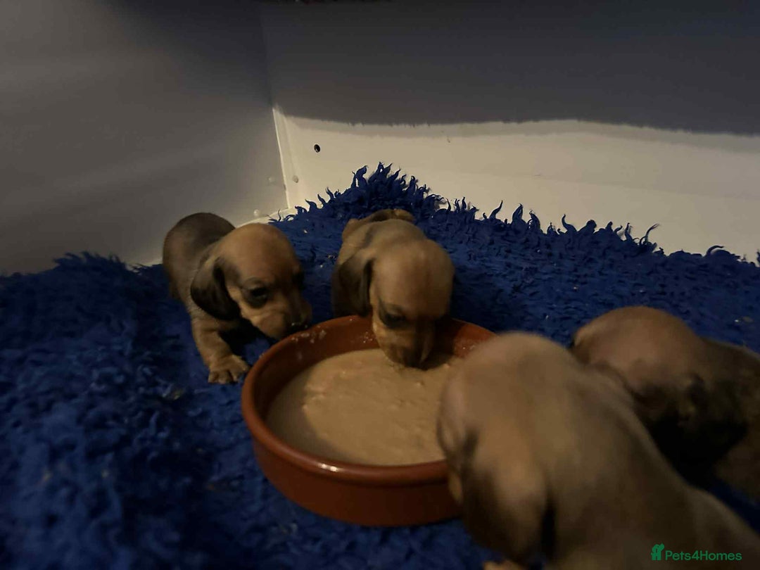 Miniature Dachshund dogs for sale: Miniature smooth haired dachshund puppies - Image 18