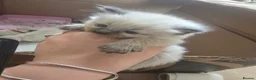 Ragdoll cats for sale: Beautiful Ragdoll kittens in Knottingley - Advert 1