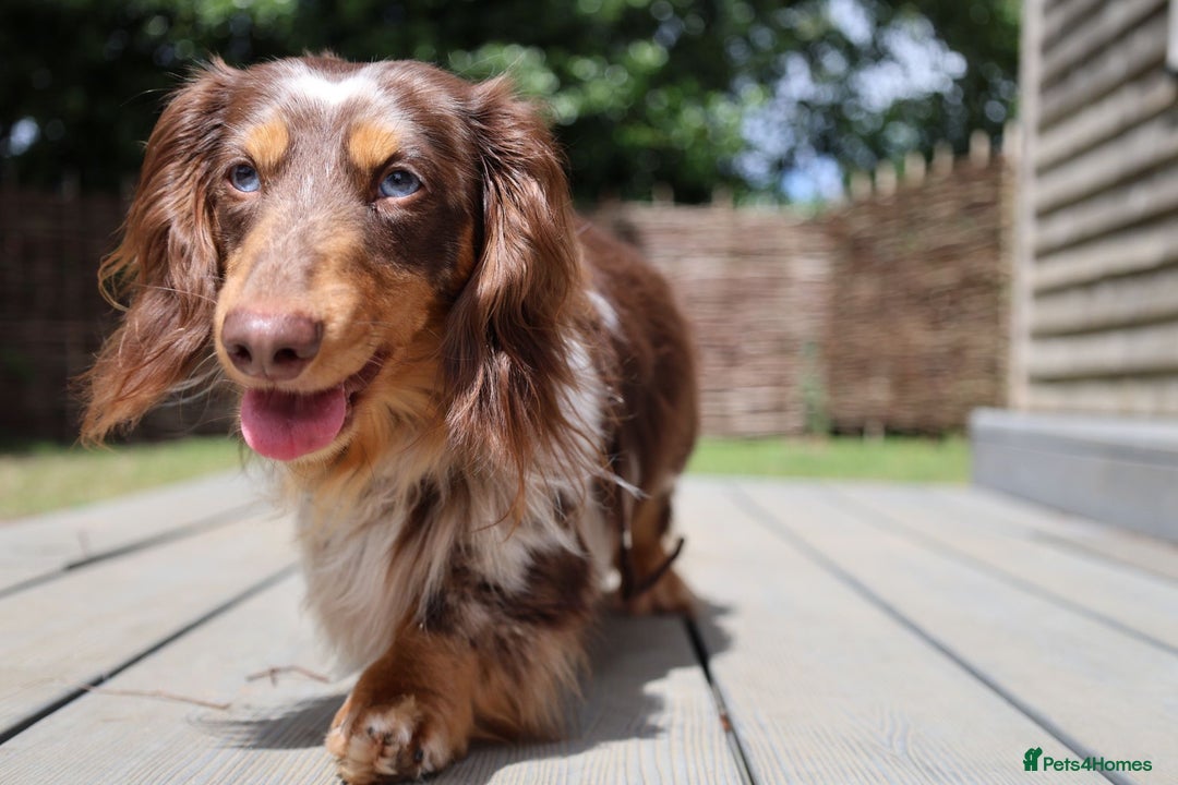 Miniature Dachshund dogs for sale: Chocolate Dapple with Blue Eyes  - Image 5