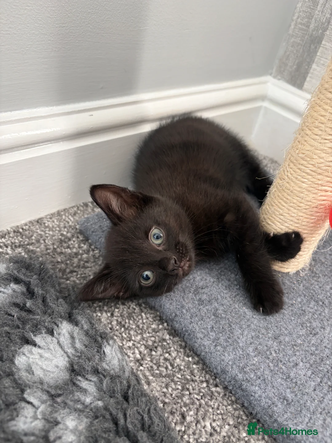 Mixed Breed cats for sale: 2 male kittens ready to go in March - Advert 6