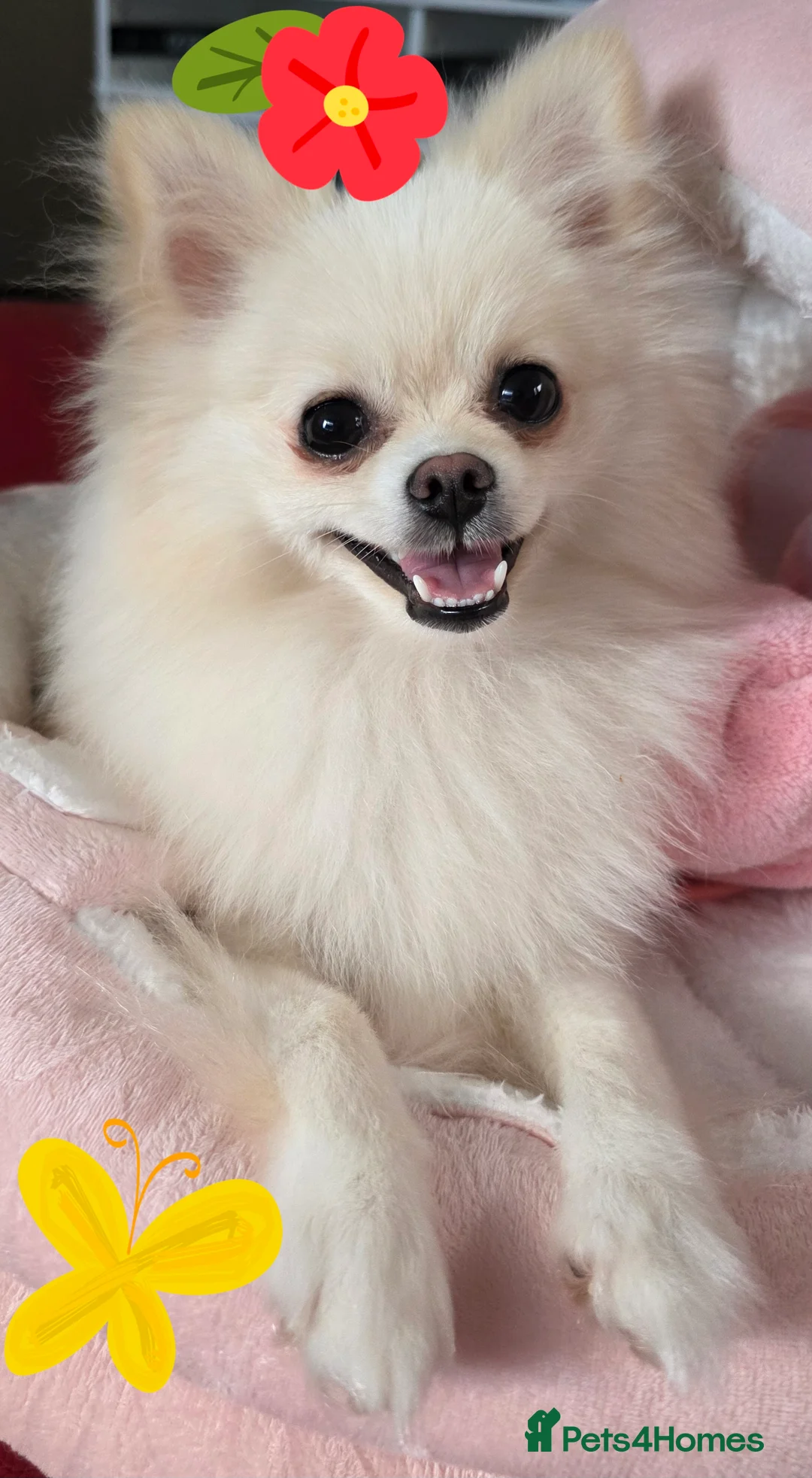 Pomeranian dogs for sale: KC registered teddy face Pomeranian Male Pups - Advert 1
