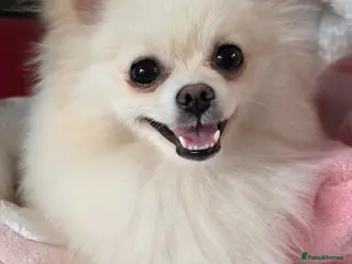 Pomeranian dogs KC registered Pomeranian Male Pups - Advert 10