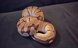 Python Snake reptiles for sale: 2 x royal ball pythons with complete set up - Image 8