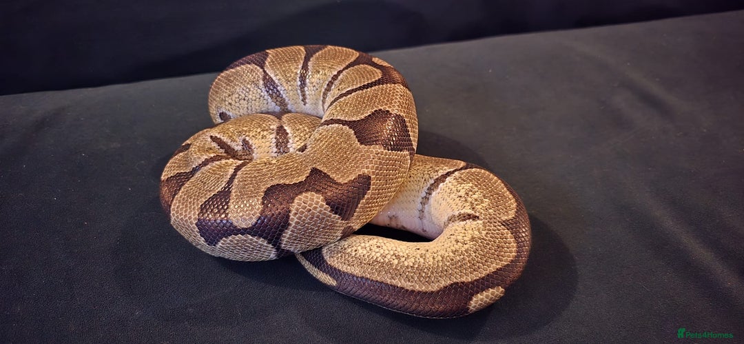 Python Snake reptiles for sale: 2 x royal ball pythons with complete set up - Image 8