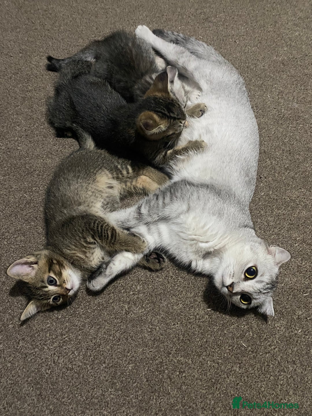Scottish Fold cats for sale: Scottish kittens - Image 8