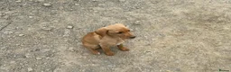 Mixed Breed dogs for sale: Red fox lab cross Puppies  - Advert 10