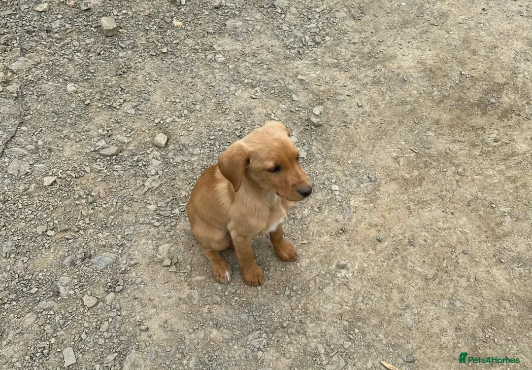 Mixed Breed dogs for sale: Red fox lab cross Puppies  - Advert 10