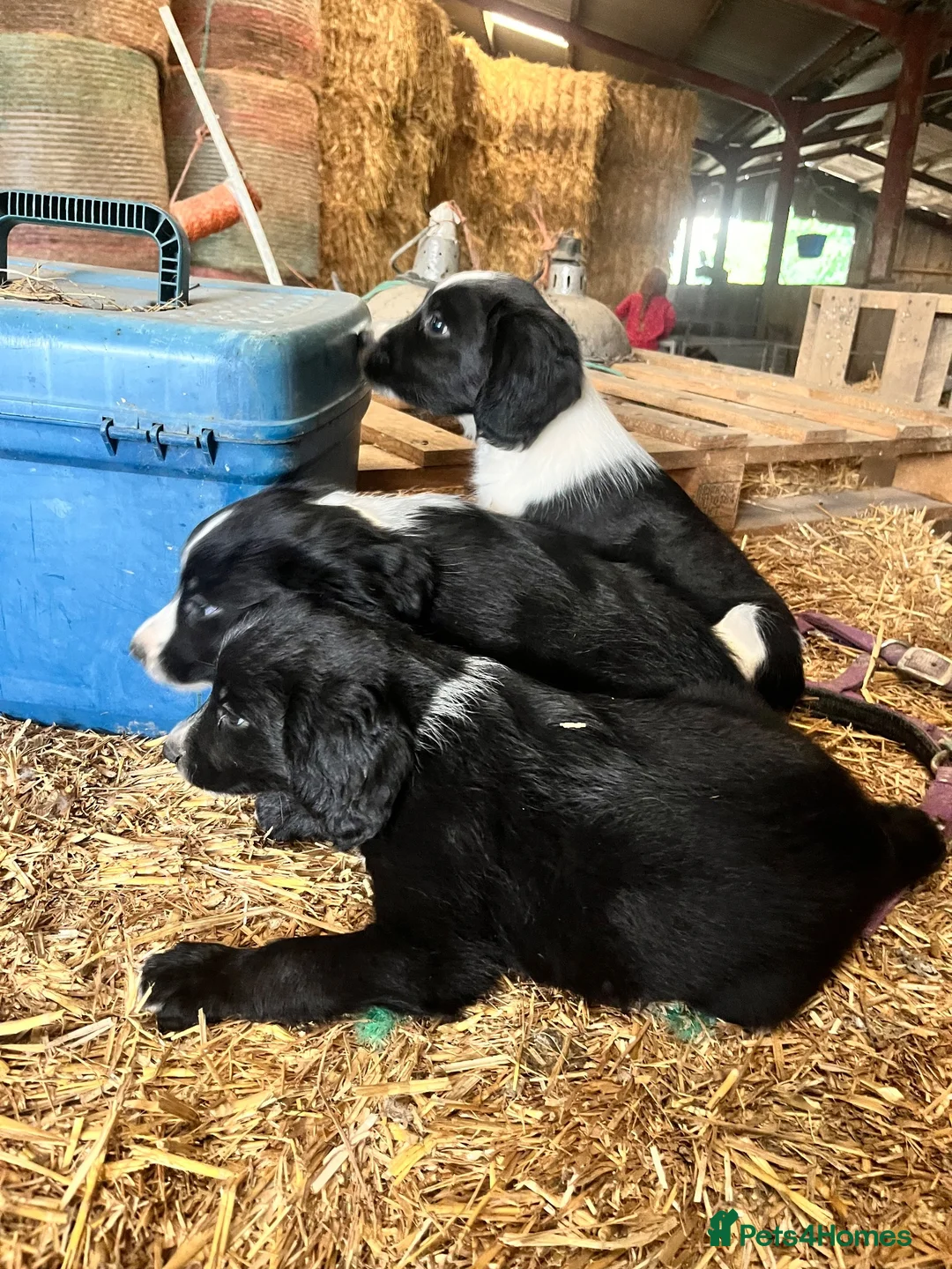 Mixed Breed dogs for sale: Gorgeous cocker cross pups in Llandrindod Wells - Advert 2