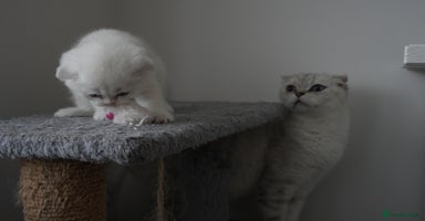 Scottish Fold cats - Advert 16