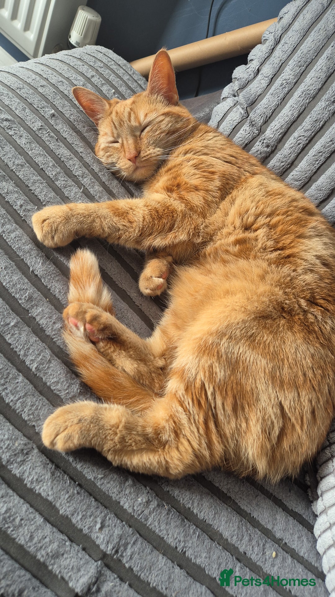 Domestic Shorthair cats for sale: Two Indoor Cats - Advert 3