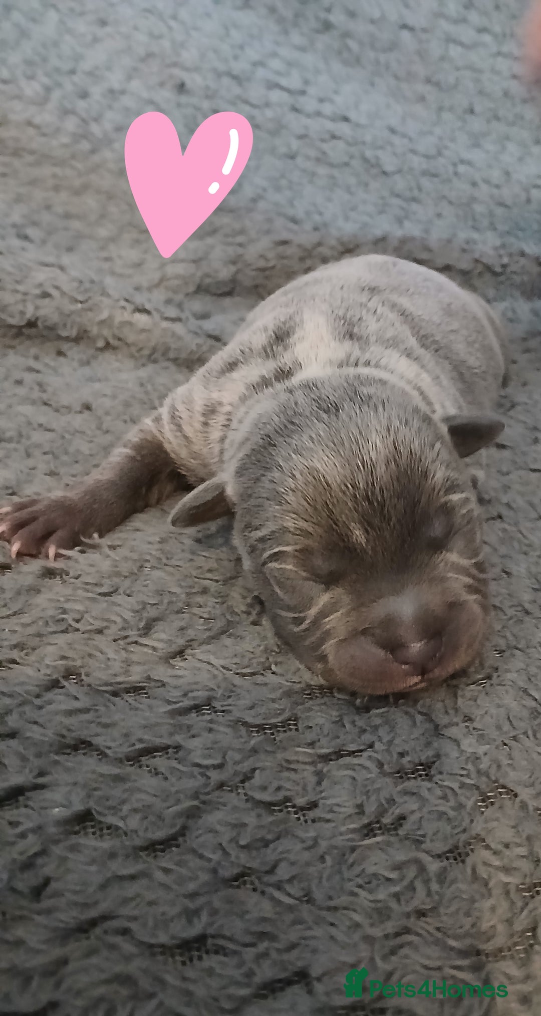 Staffordshire Bull Terrier dogs for sale: Black and blue staffing puppies  - Advert 10